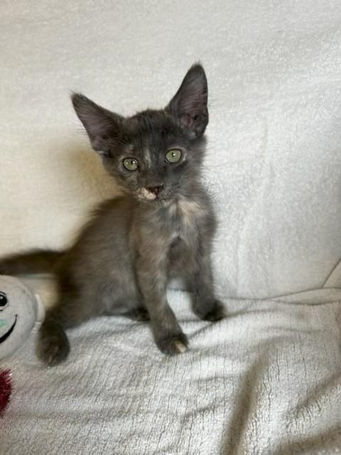 Enlarge Alex, a Adoptable Tortoiseshell in Paulina, LA image 2/3