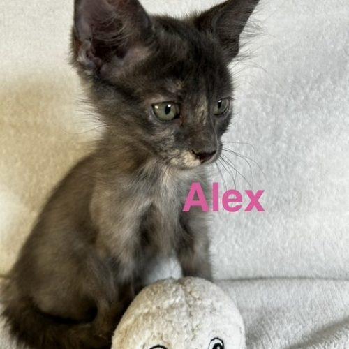 Enlarge Alex, a Adoptable Tortoiseshell in Paulina, LA image 3/3