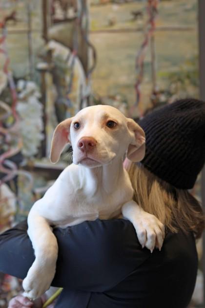 Dwight — thumbnail 2