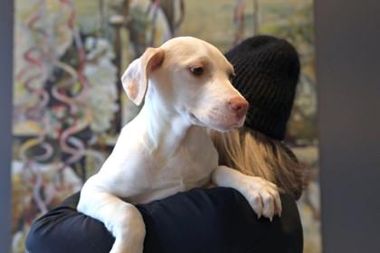 Dwight — thumbnail 3