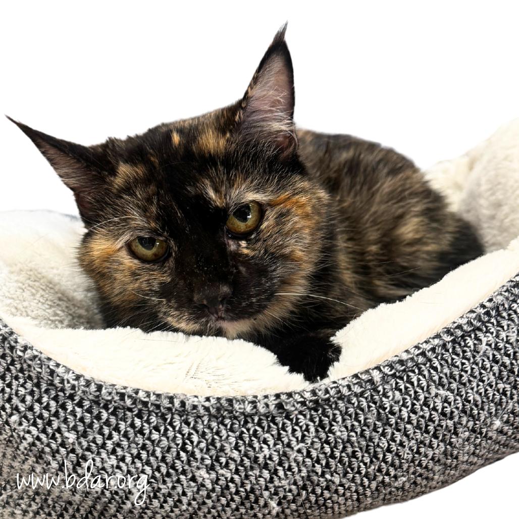 Dolly, Adoptable, Senior Female Domestic Short Hair.