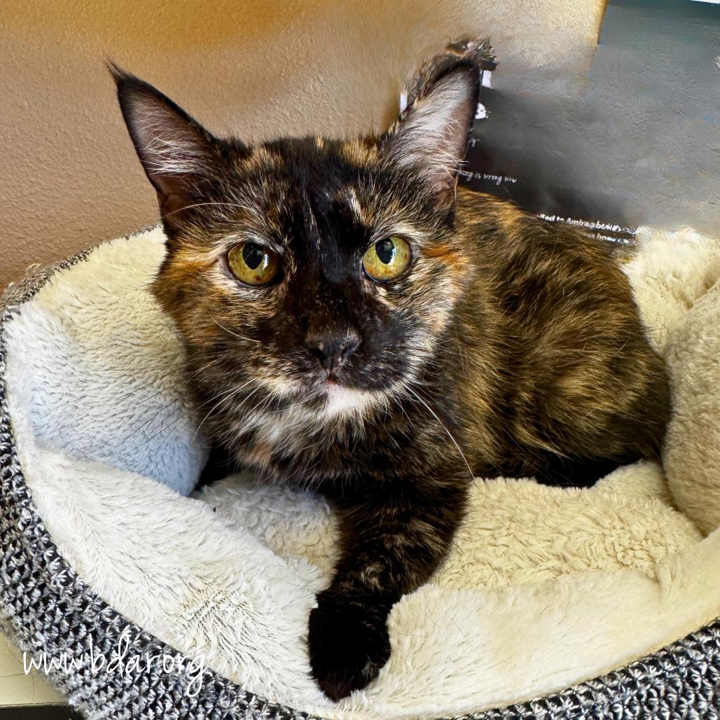 Enlarge Dolly, a Adoptable Domestic Short Hair in Cheyenne, WY image 2/2