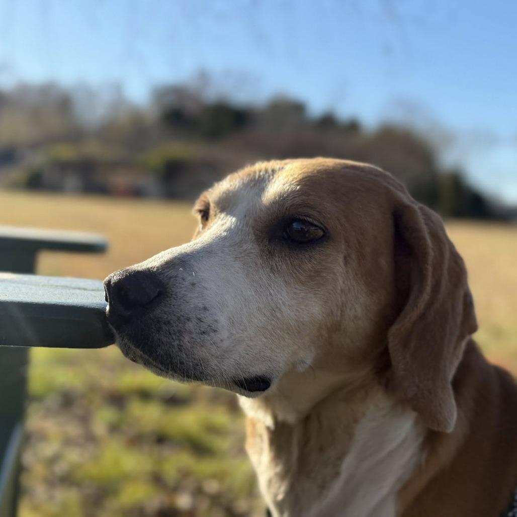 Buck, Adoptable, Adult Male Hound & Mixed Breed.