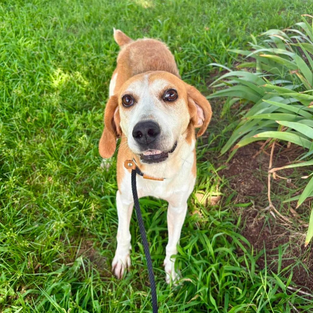 Buck, a Adoptable mixed breed in Windsor, VA image 1/6
