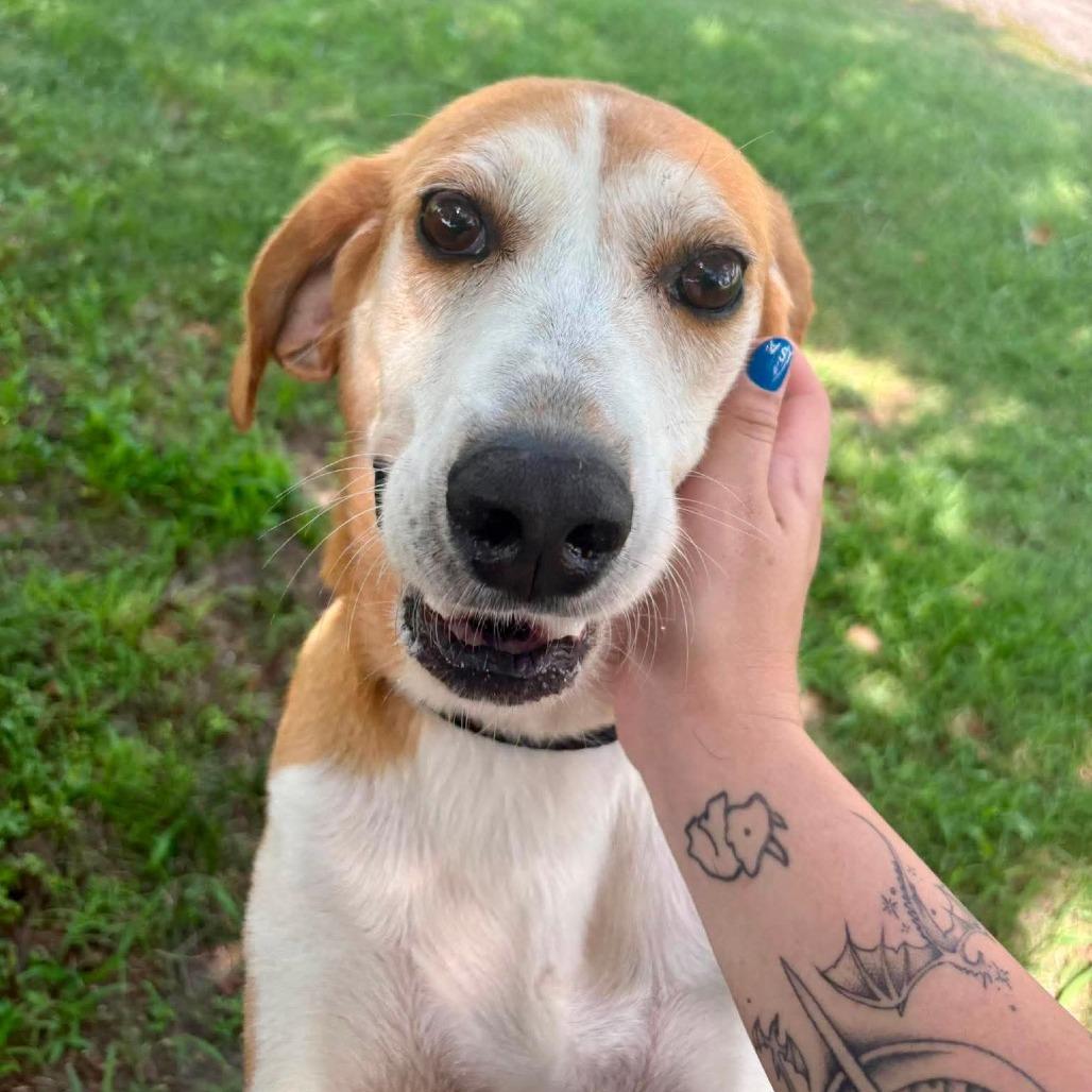 Buck, a Adoptable mixed breed in Windsor, VA image 3/6