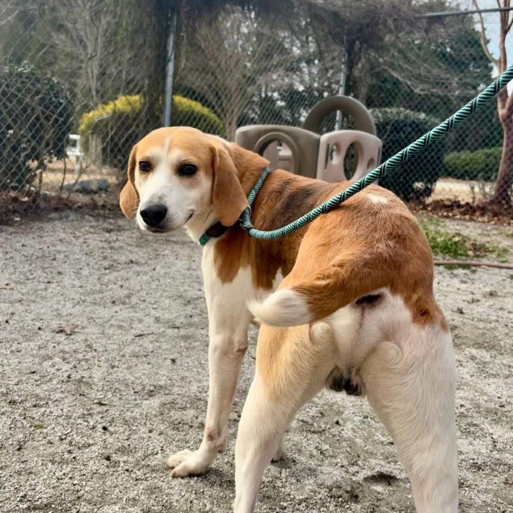 Buck, a Adoptable mixed breed in Windsor, VA image 2/5