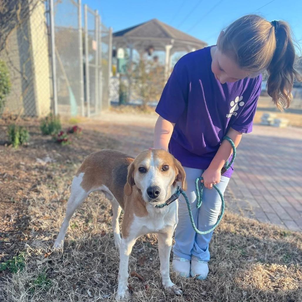 Buck, a Adoptable mixed breed in Windsor, VA image 5/6
