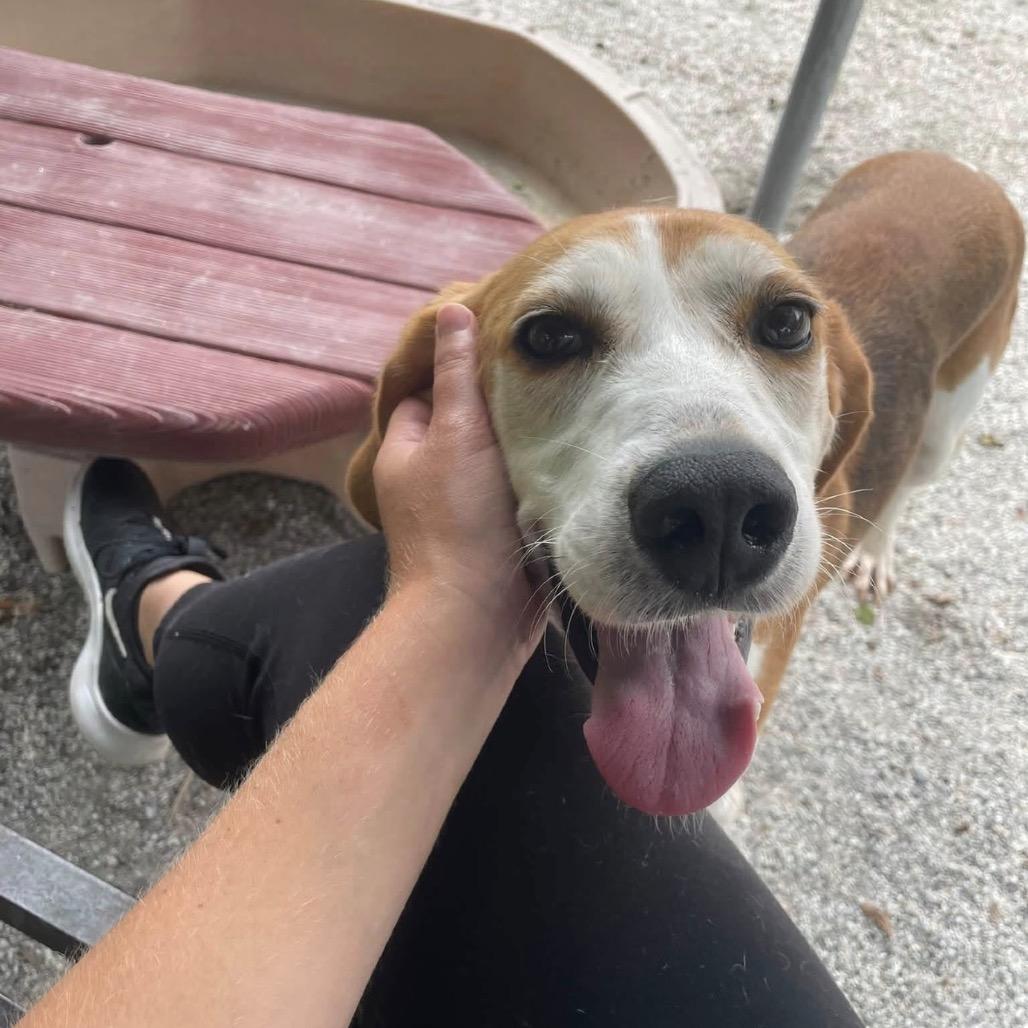 Enlarge Buck, a Adoptable mixed breed in Windsor, VA image 5/6