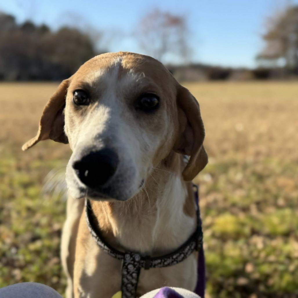 Enlarge Buck, a Adoptable mixed breed in Windsor, VA image 2/4