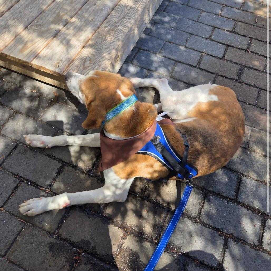 Buck, a Adoptable mixed breed in Windsor, VA image 4/5