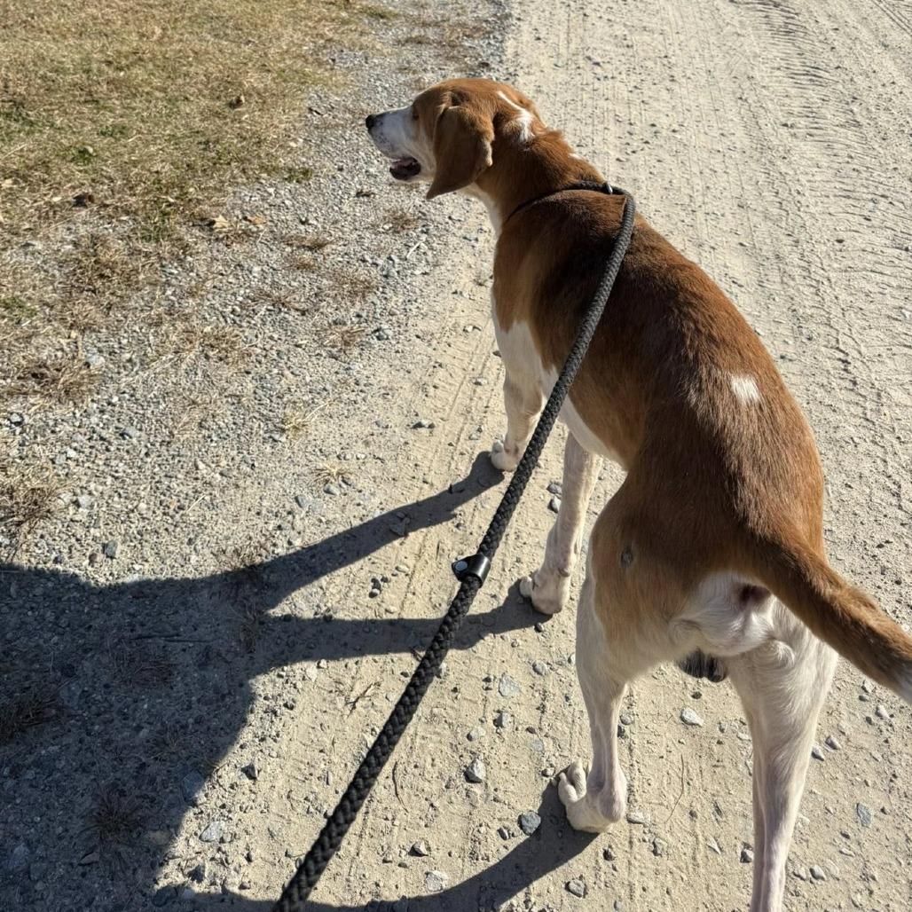 Buck — thumbnail 3