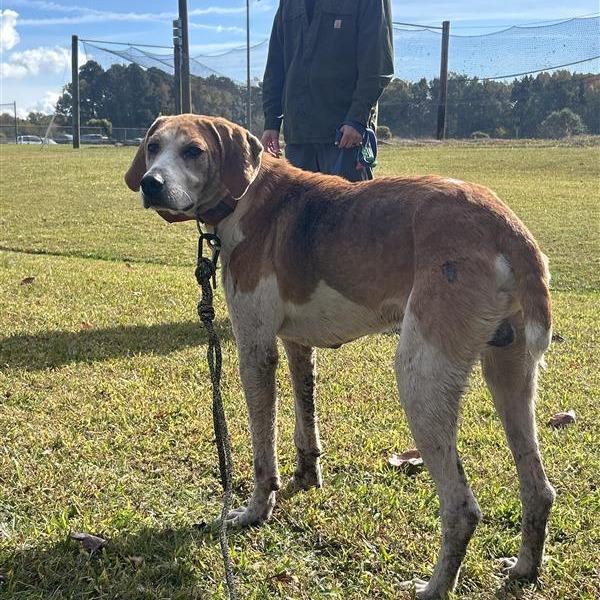 Enlarge Buck, a Adoptable mixed breed in Windsor, VA image 4/4