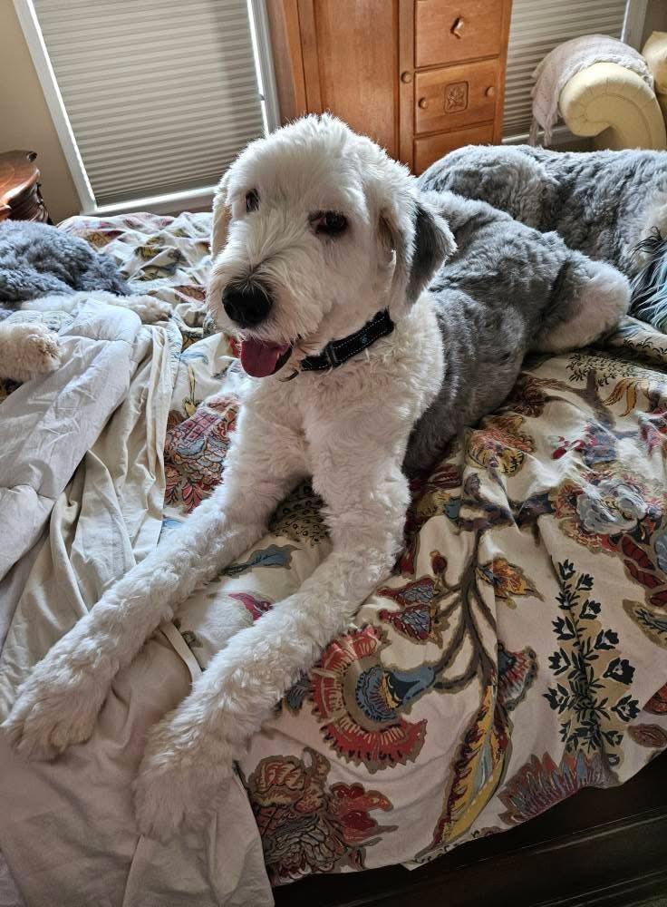 Enlarge Edgar, a Adopted Old English Sheepdog in Darlington, MD image 1/3