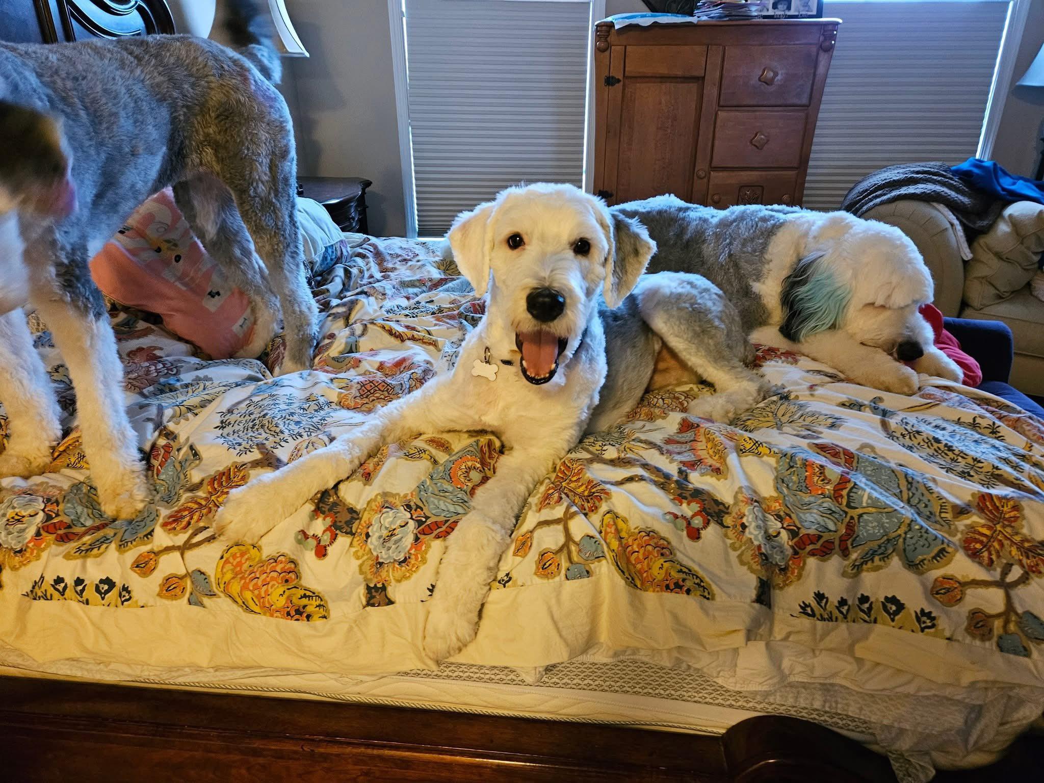 Enlarge Edgar, a Adopted Old English Sheepdog in Darlington, MD image 2/3