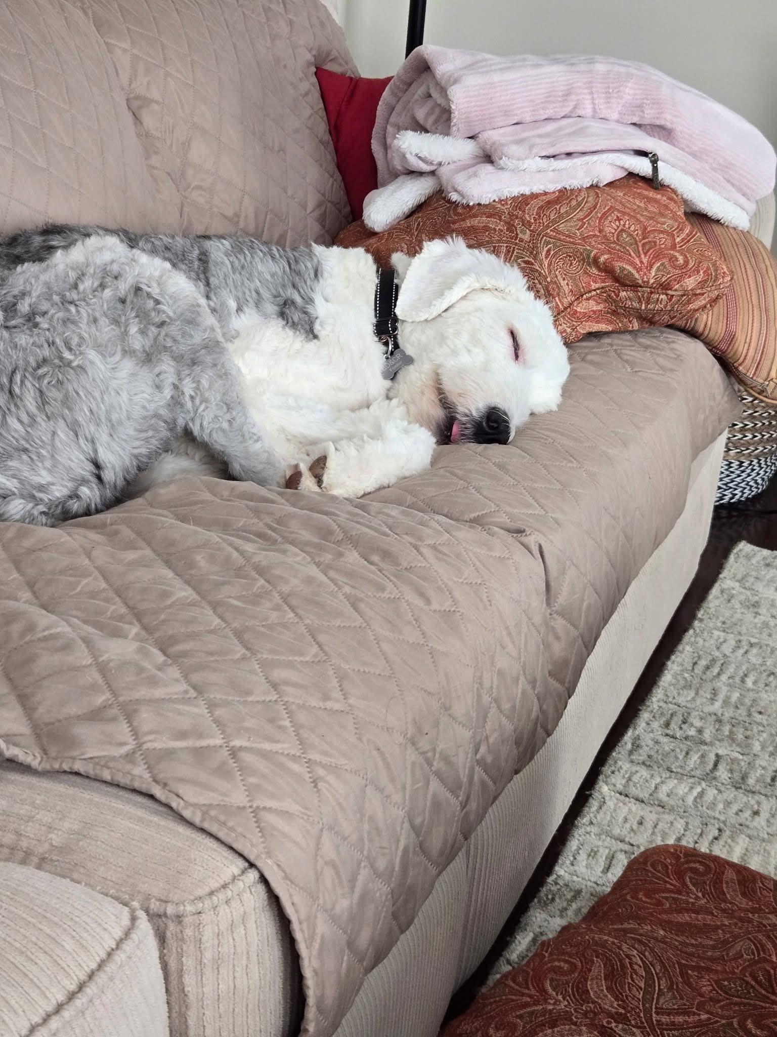 Edgar, Adopted, Adult Male Old English Sheepdog.