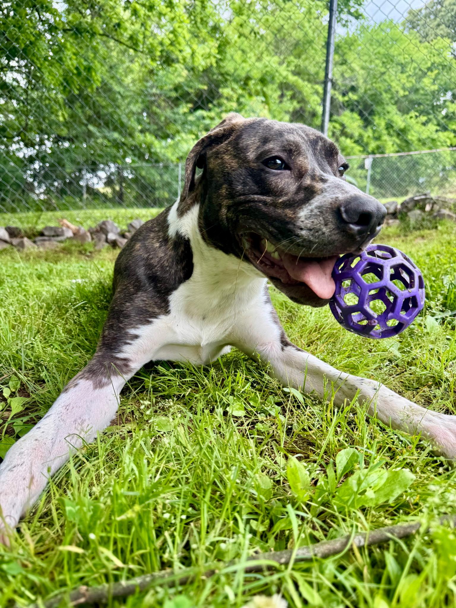 Enlarge Nova , a ADOPTABLE mixed breed in Loudon, TN image 2/4