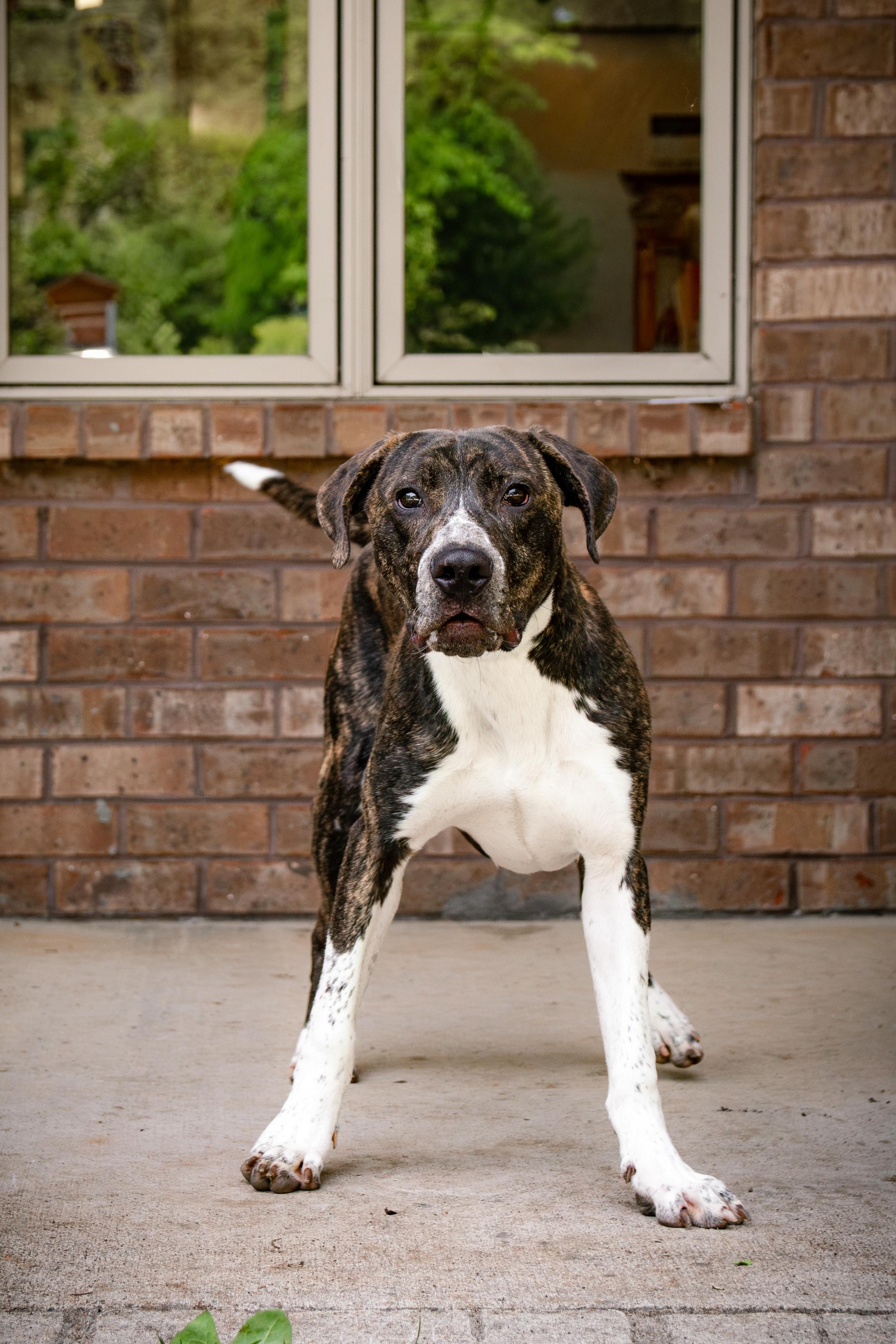 Enlarge Nova , a ADOPTABLE mixed breed in Loudon, TN image 4/4