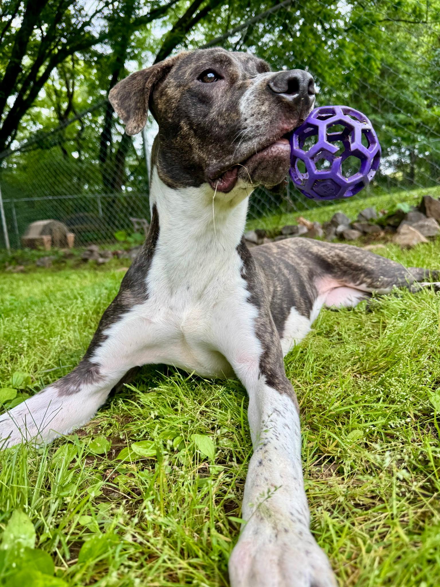 Enlarge Nova , a ADOPTABLE mixed breed in Loudon, TN image 3/4