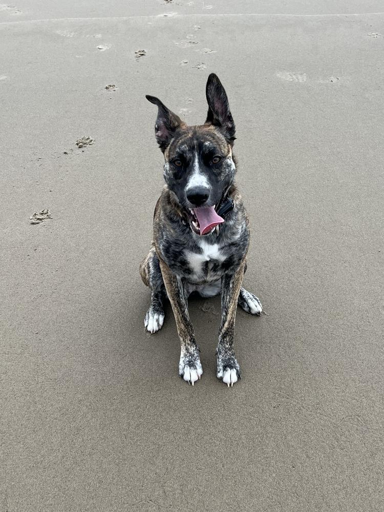 Izzy, Adoptable, Adult Female Border Collie & Shepherd.
