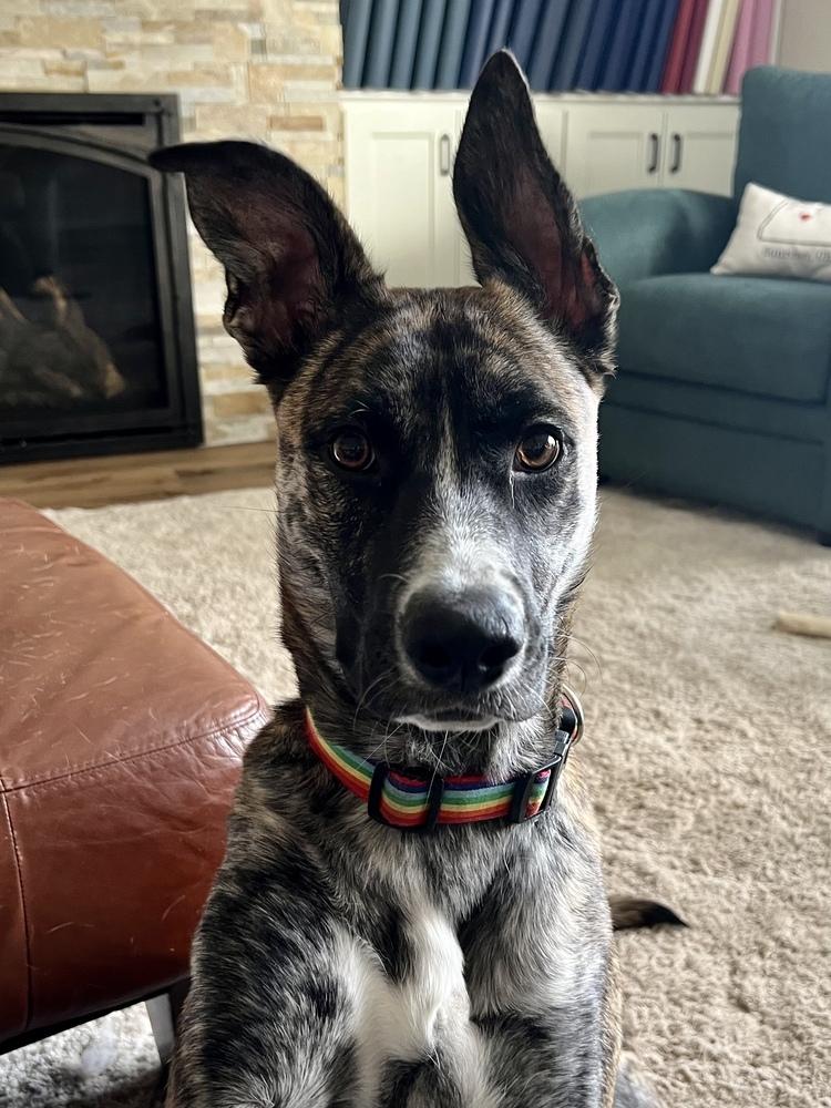 Izzy, Adoptable, Adult Female Border Collie & Shepherd.