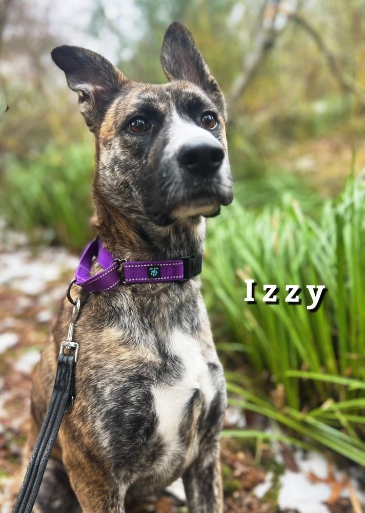 Enlarge Izzy, a Adoptable mixed breed in Portland, OR image 3/5