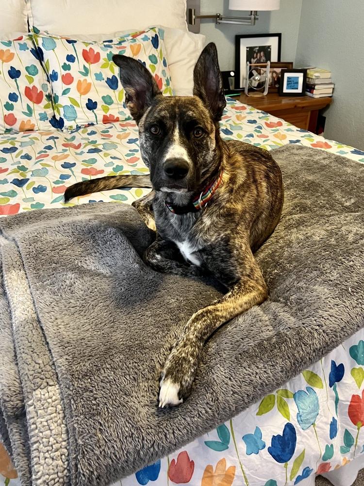 Enlarge Izzy, a Adoptable mixed breed in Portland, OR image 4/5