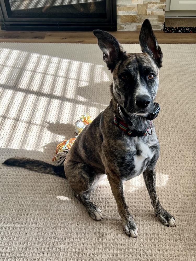 Enlarge Izzy, a Adoptable mixed breed in Portland, OR image 5/5