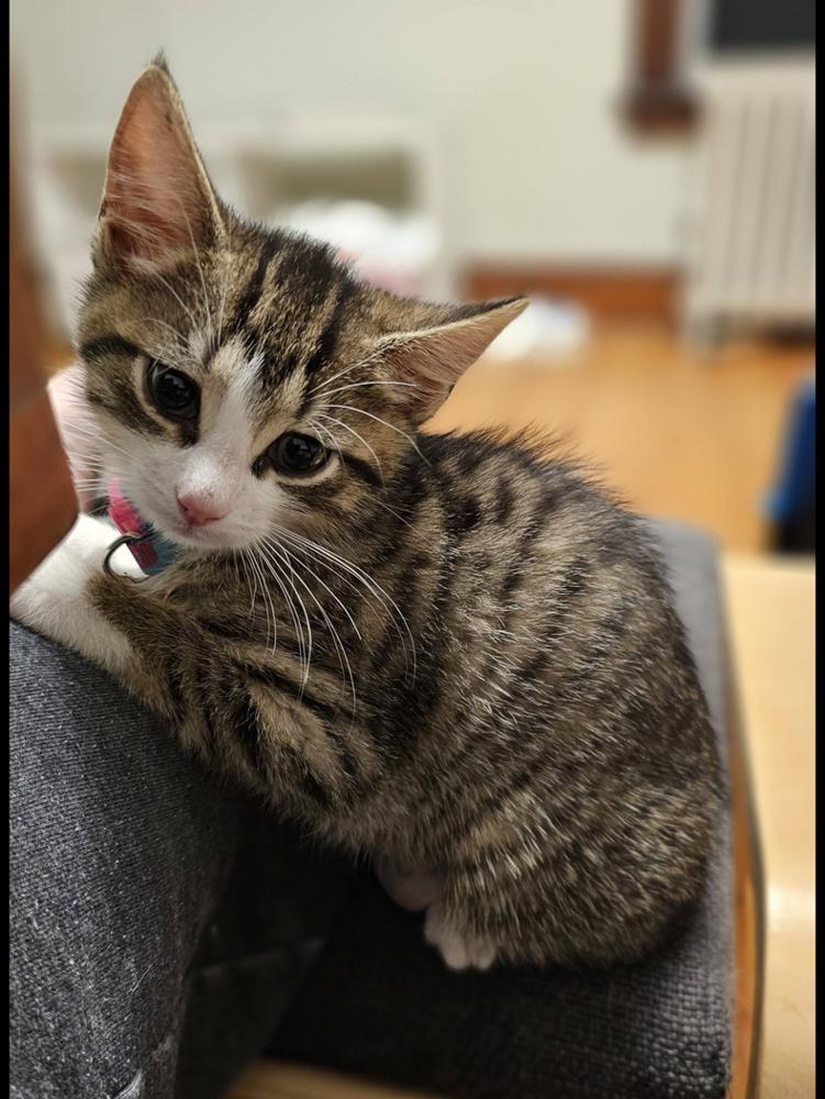 Cerulean Sea: Lucy Furr, a Adoptable mixed breed in Warren, CT image 1/6