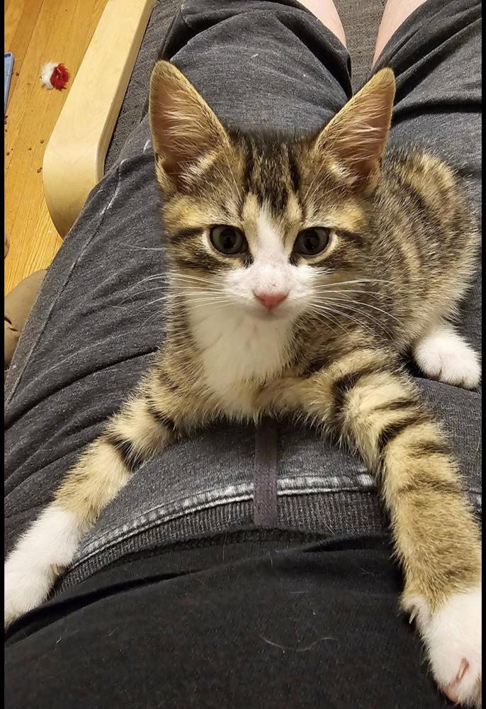 Cerulean Sea: Lucy Furr, a Adoptable mixed breed in Warren, CT image 6/6