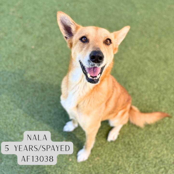 Enlarge Nala, a Adoptable mixed breed in Supply, NC image 3/4