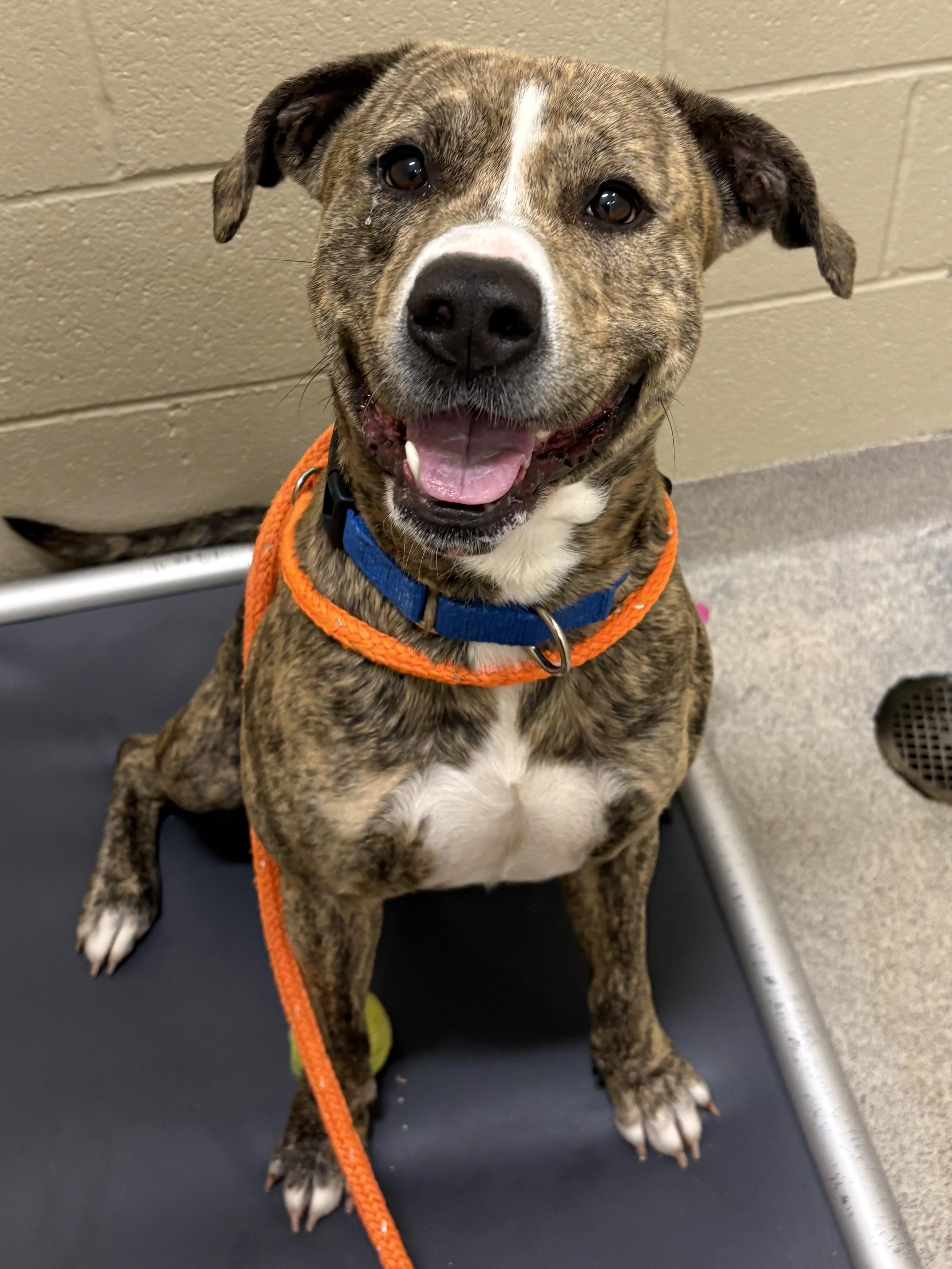 Jimmy, Adoptable, Adult Male Pit Bull Terrier.