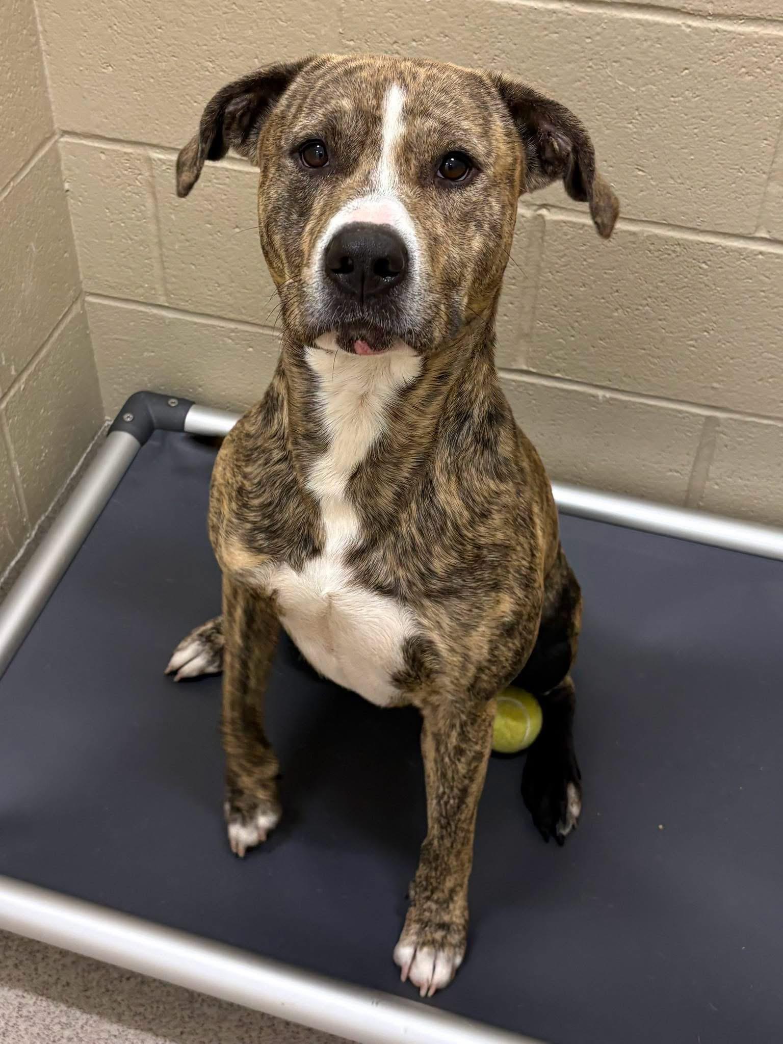 Enlarge Jimmy, a Adoptable mixed breed in Youngstown, OH image 3/3