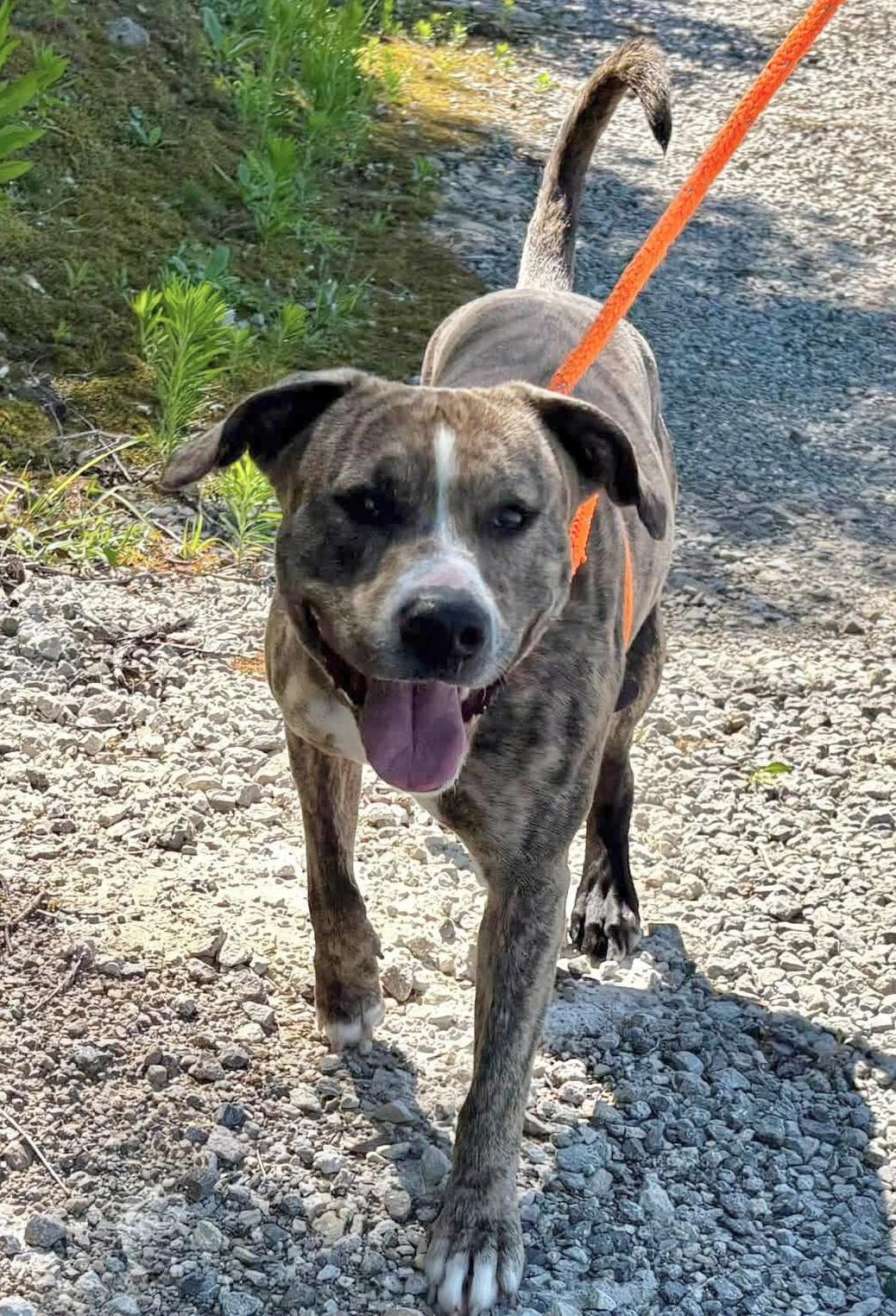 Enlarge Jimmy, a Adoptable mixed breed in Youngstown, OH image 2/3