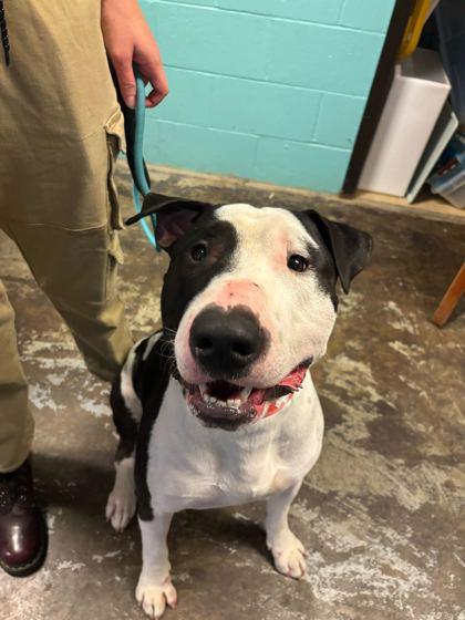 Enlarge Macho Man, a Adoptable mixed breed in Louisville, KY image 1/3