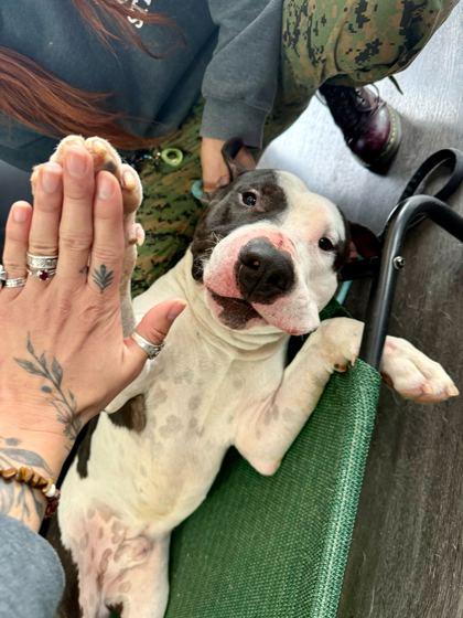 Enlarge Macho Man, a Adoptable mixed breed in Louisville, KY image 2/3