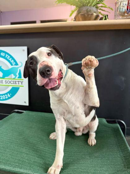 Enlarge Macho Man, a Adoptable mixed breed in Louisville, KY image 3/3