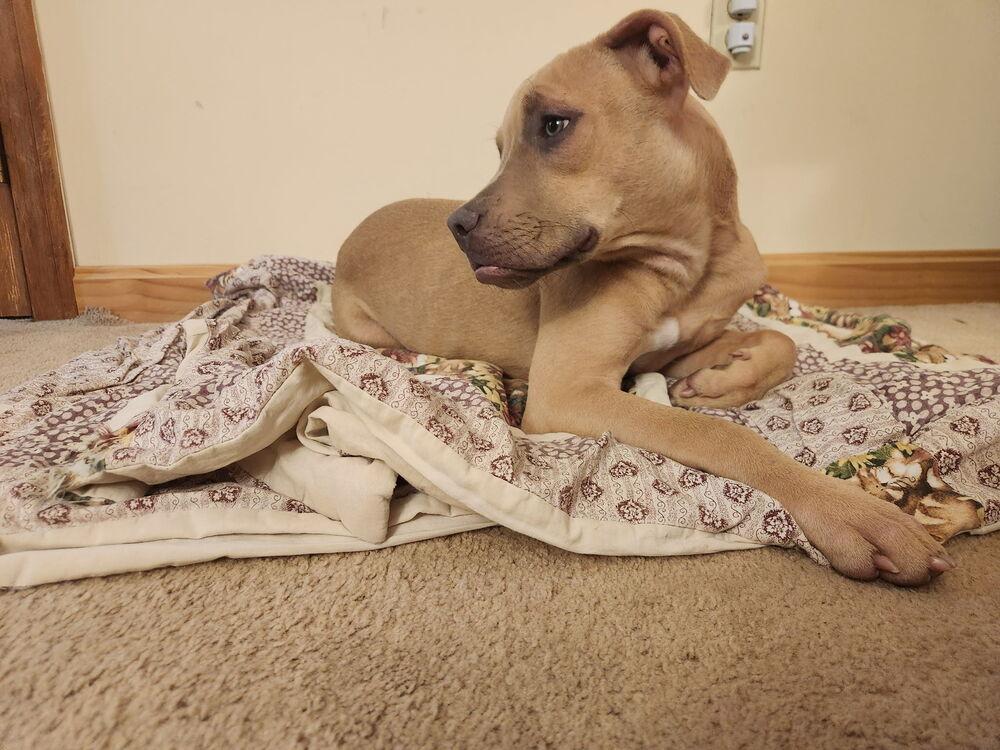 Wally, a Adoptable mixed breed in Randolph, MA image 1/5