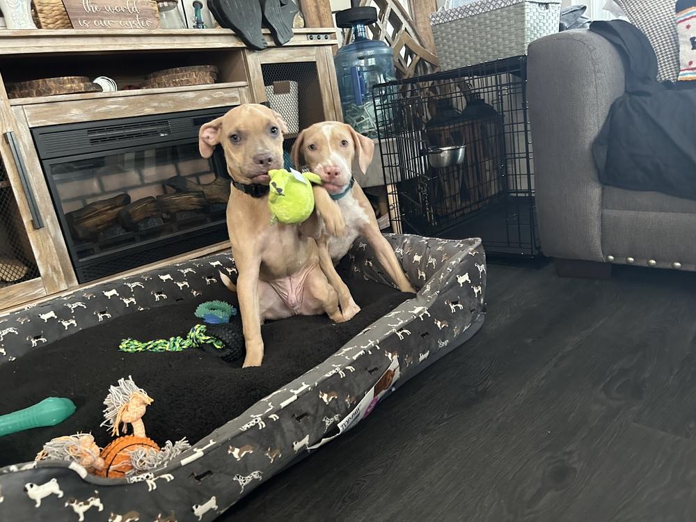 Wally, a Adoptable mixed breed in Randolph, MA image 2/5