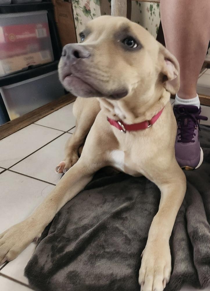 Wally, a Adoptable mixed breed in Randolph, MA image 3/5