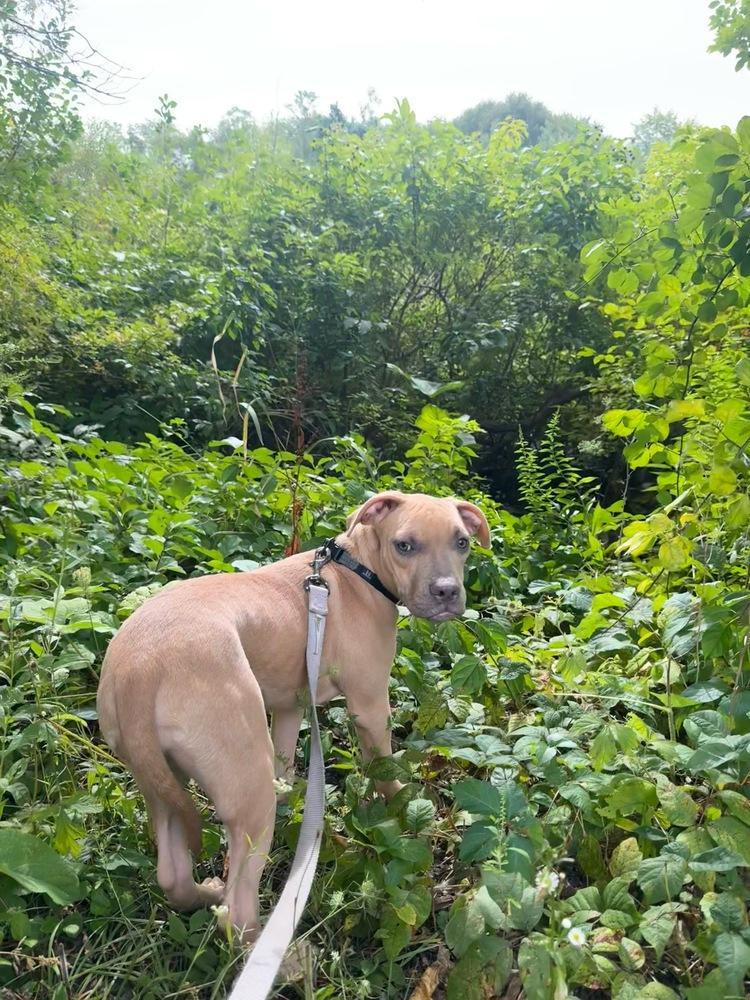 Wally, a Adoptable mixed breed in Randolph, MA image 4/5