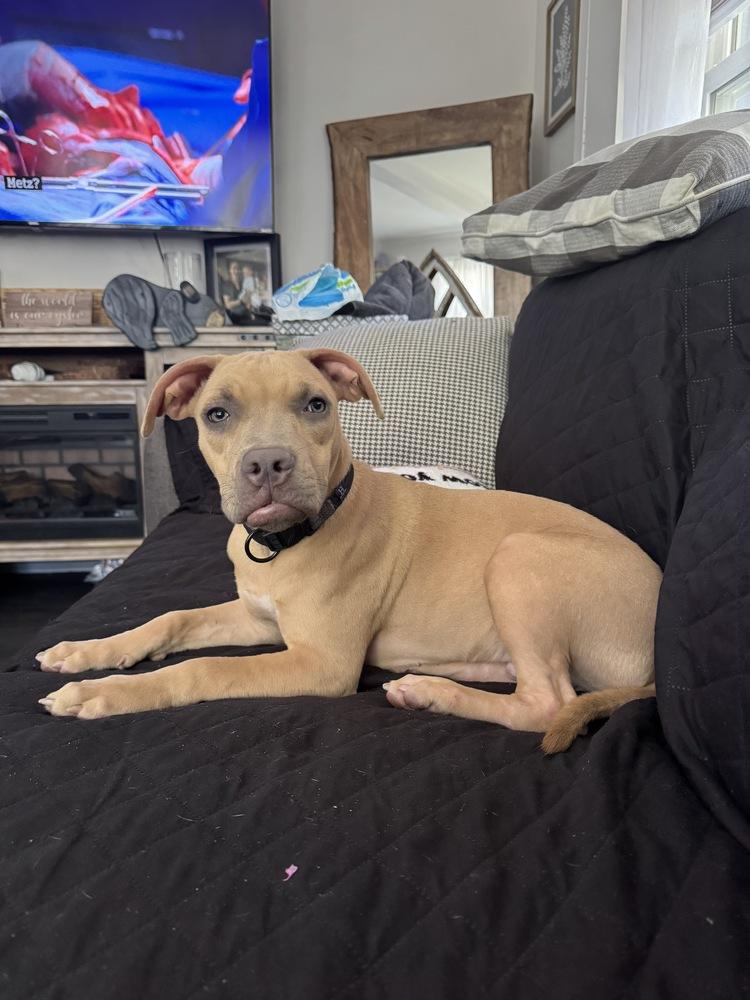 Wally, a Adoptable mixed breed in Randolph, MA image 5/5