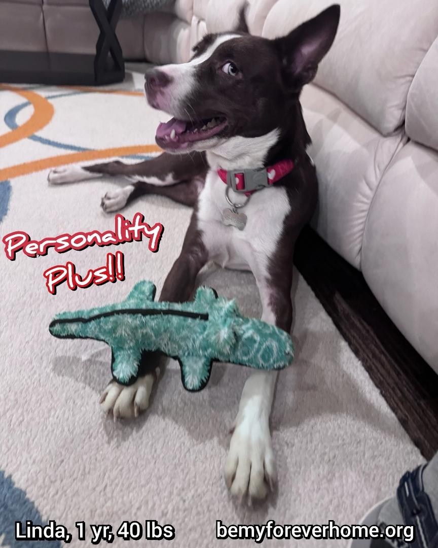 Enlarge Linda, a Adopted mixed breed in Plano, TX image 1/5