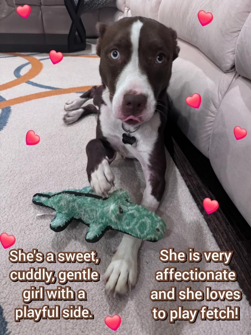 Enlarge Linda, a Adopted mixed breed in Plano, TX image 2/5