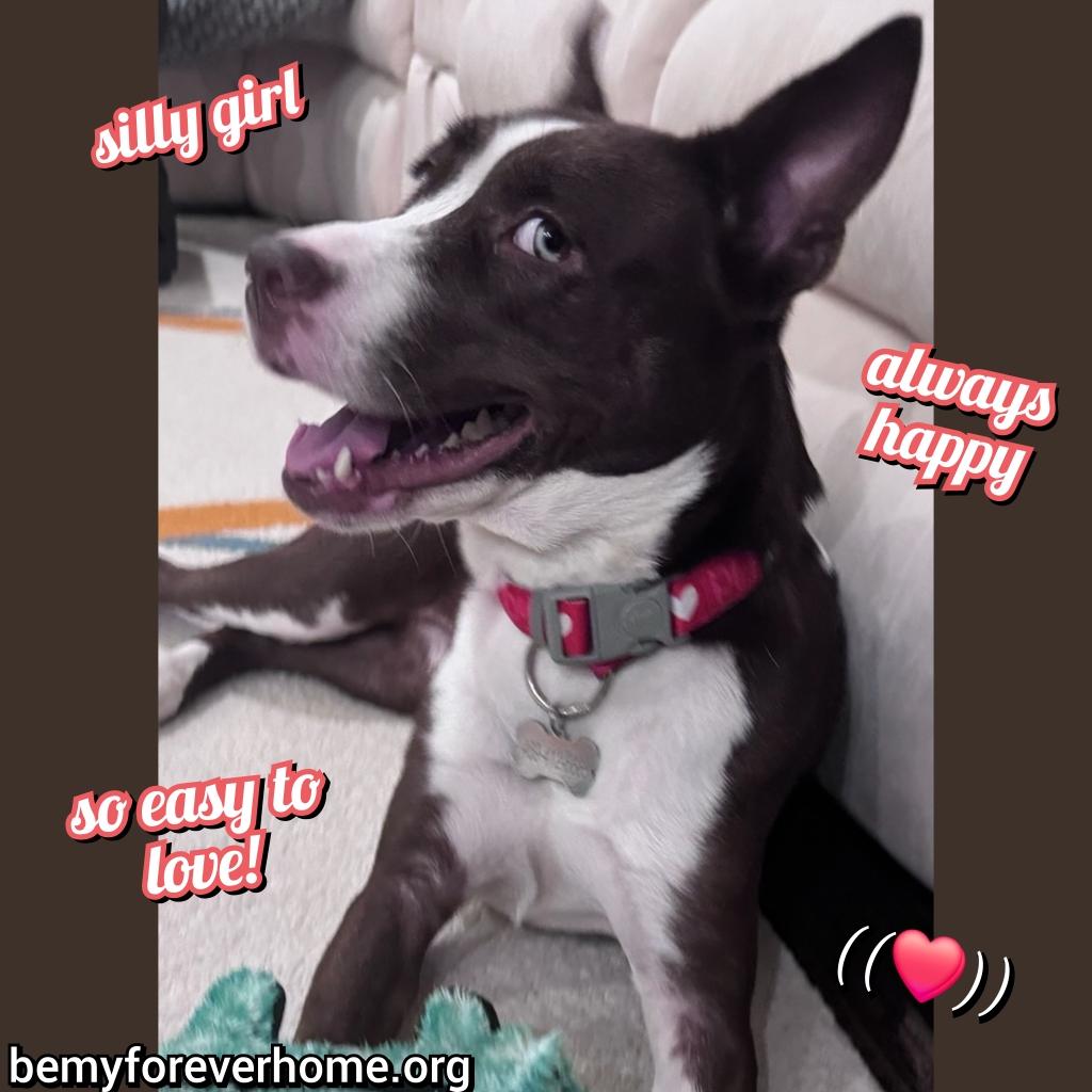 Enlarge Linda, a Adopted mixed breed in Plano, TX image 3/5