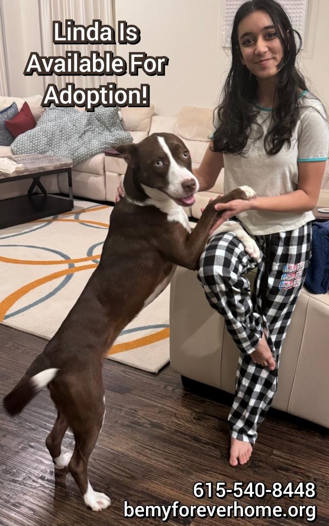 Enlarge Linda, a Adopted mixed breed in Plano, TX image 4/5