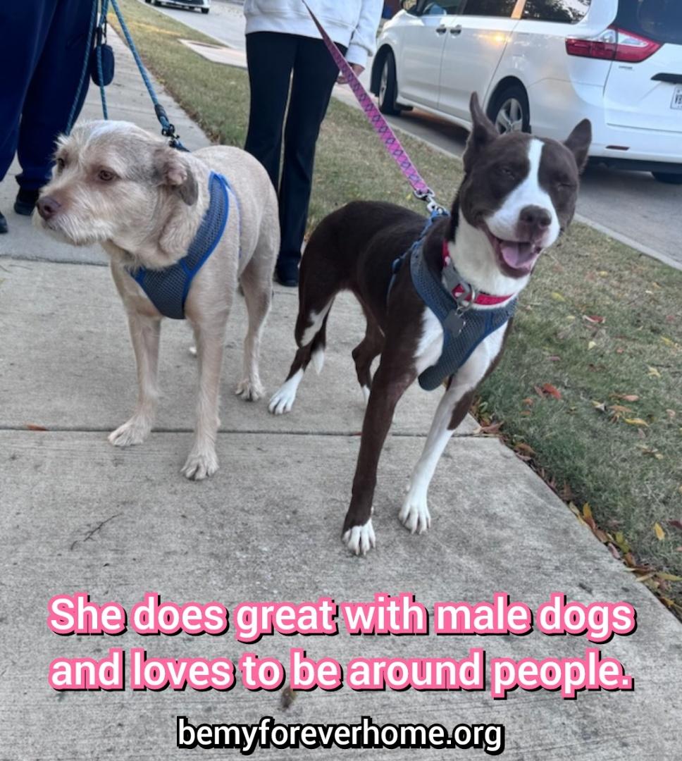 Enlarge Linda, a Adopted mixed breed in Plano, TX image 5/5