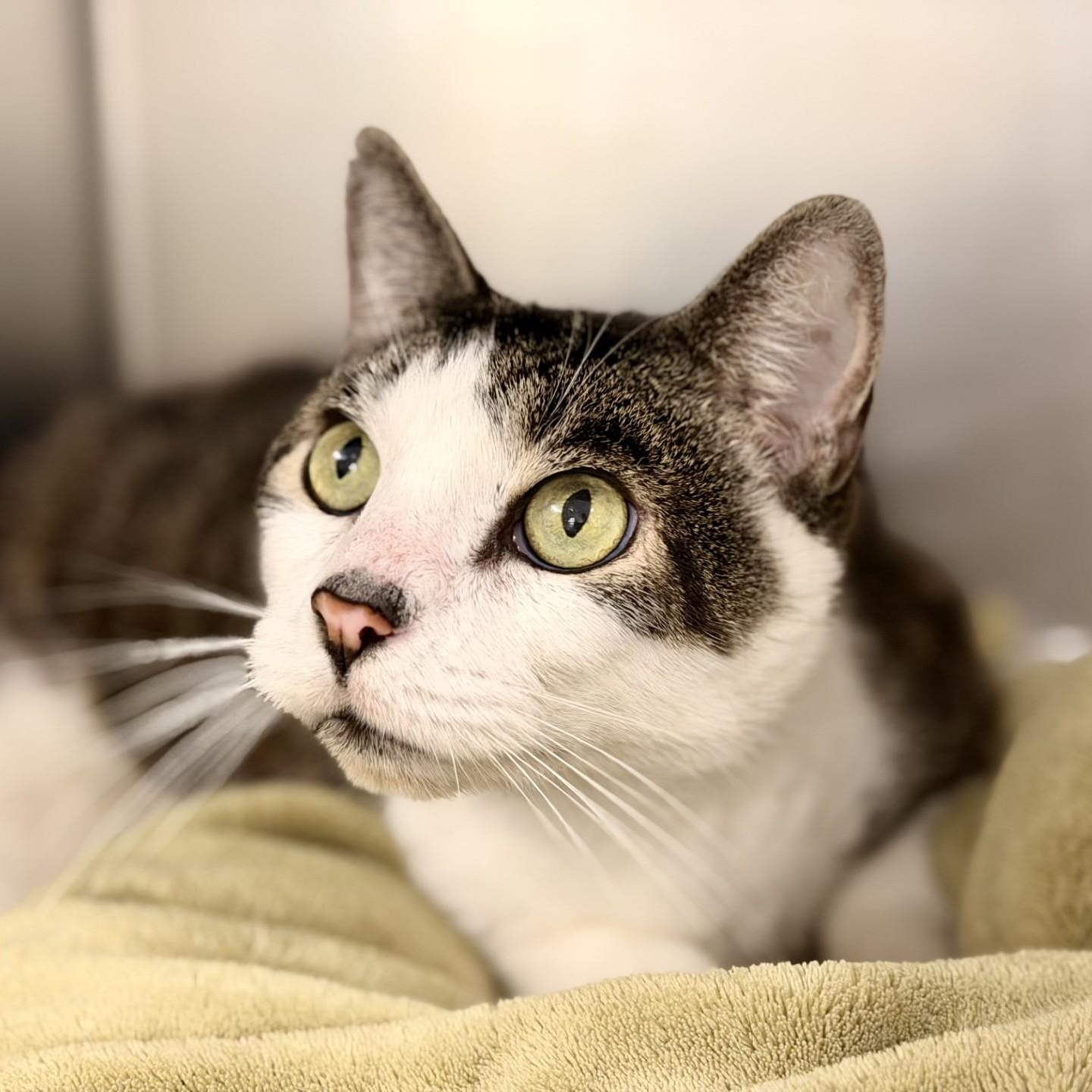 Enlarge Carter, a ADOPTABLE Domestic Short Hair in Jackson, NJ image 2/2