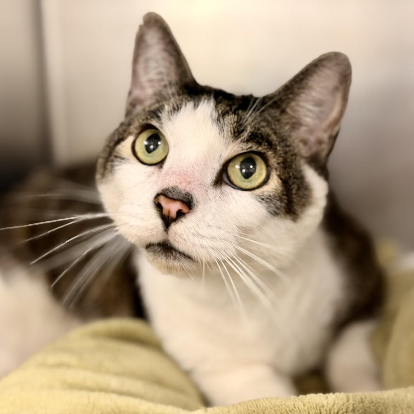 Carter, ADOPTABLE, Senior Male Domestic Short Hair.