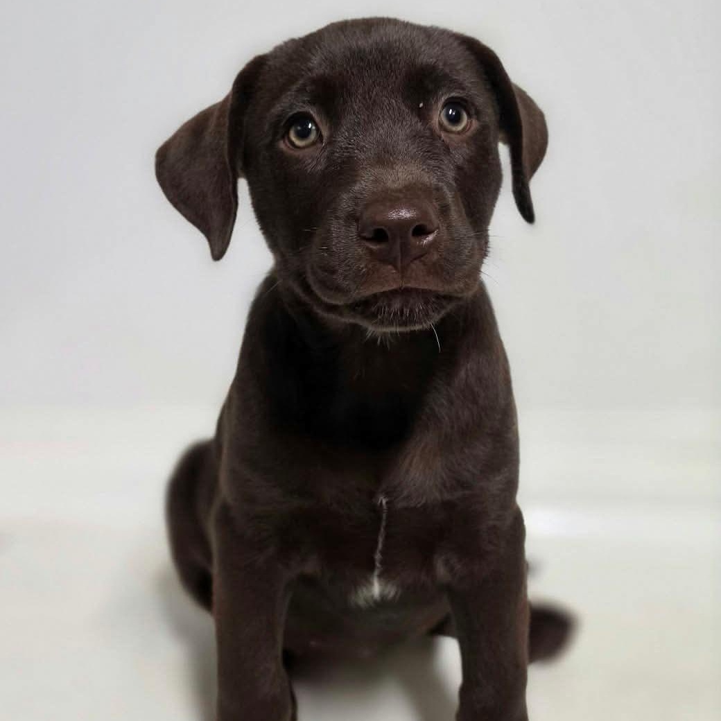 Enlarge Merritt, a Adoptable Mixed Breed in Argyle, NY image 1/2