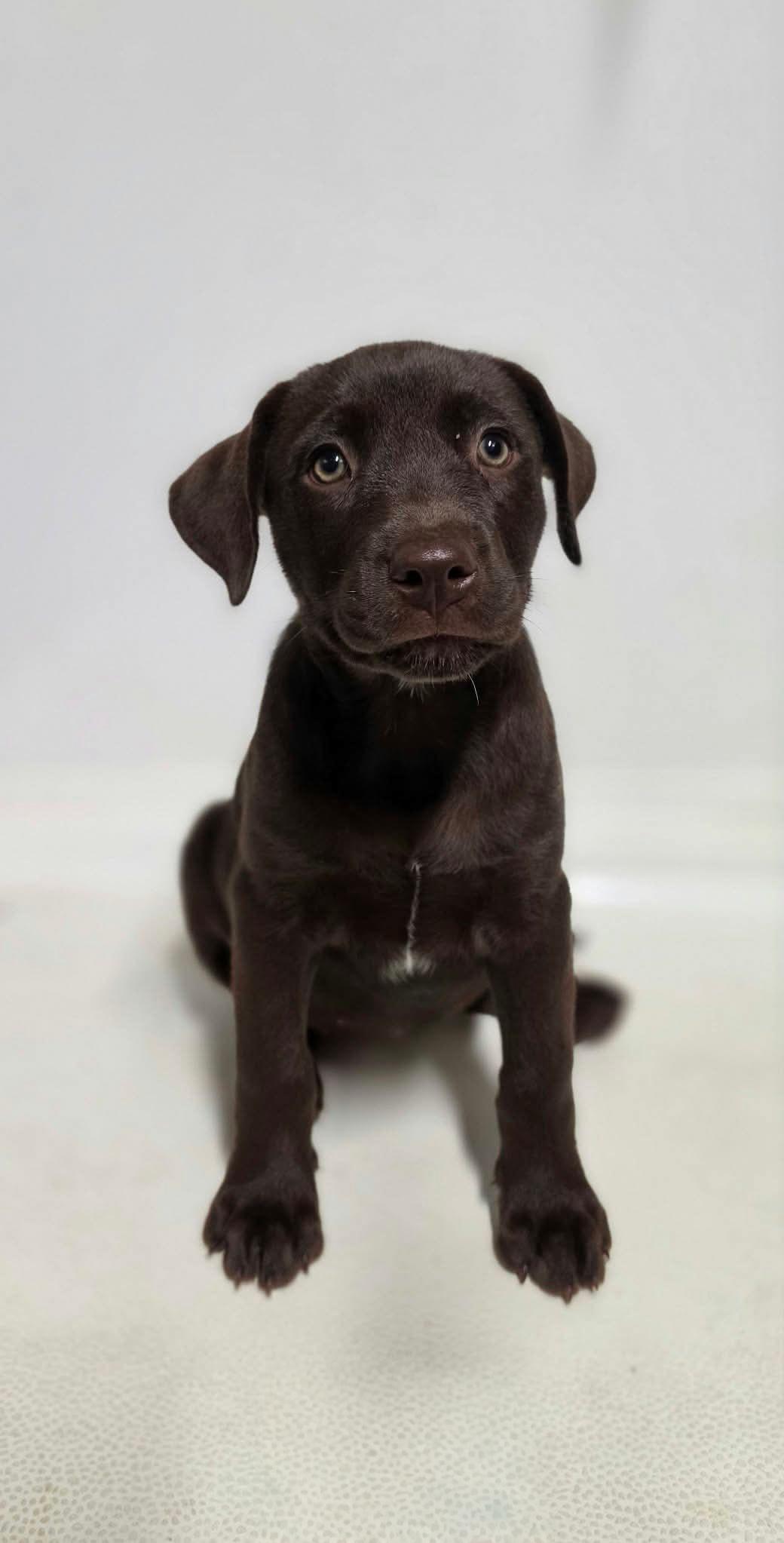 Enlarge Merritt, a Adoptable Mixed Breed in Argyle, NY image 2/2